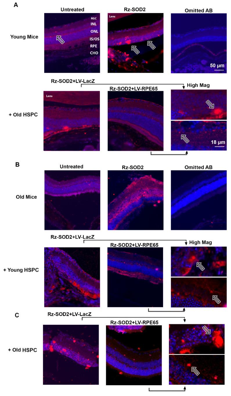 https://cdn.ncbi.nlm.nih.gov/pmc/blobs/3198/12427682/96a539ce8cc5/cells-14-01360-g006.jpg