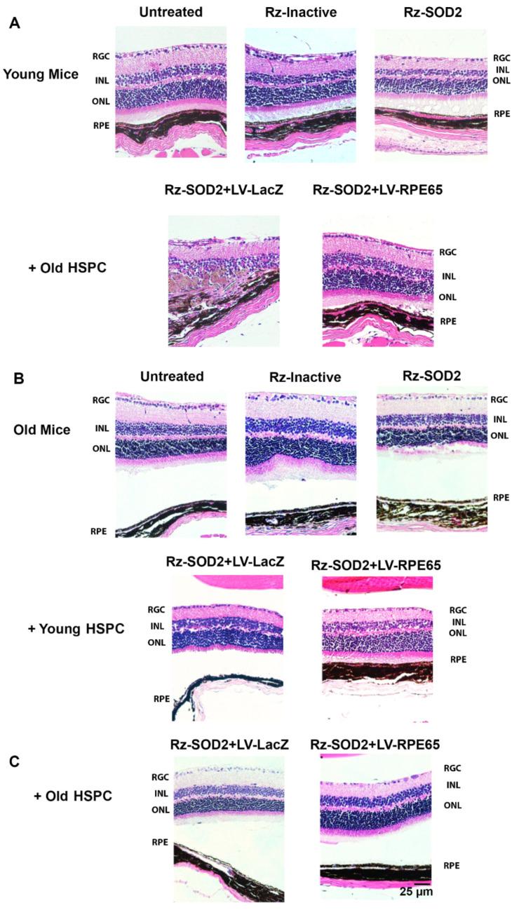 https://cdn.ncbi.nlm.nih.gov/pmc/blobs/3198/12427682/f802852fd094/cells-14-01360-g003.jpg