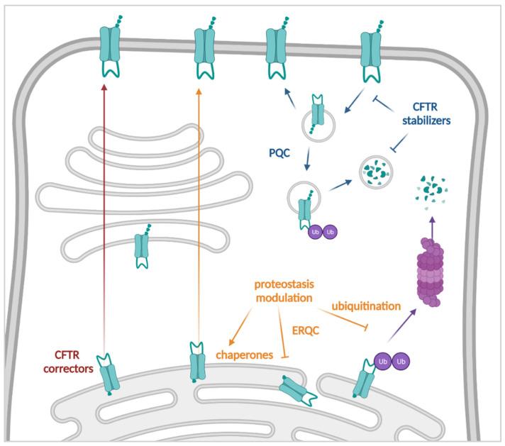 https://cdn.ncbi.nlm.nih.gov/pmc/blobs/31bf/9220995/f2928c79d8b0/cells-11-01868-g004.jpg