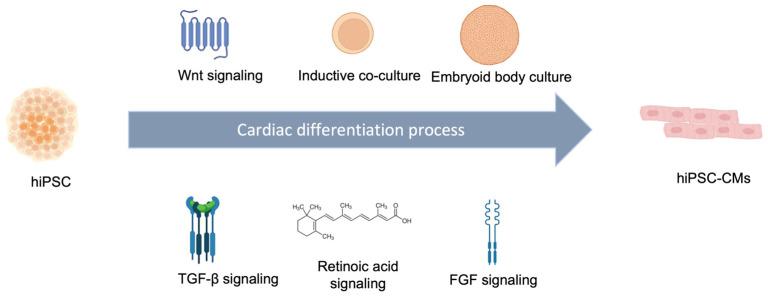 https://cdn.ncbi.nlm.nih.gov/pmc/blobs/31c9/9740402/03f881ad9435/cells-11-03914-g002.jpg