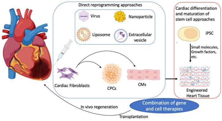 https://cdn.ncbi.nlm.nih.gov/pmc/blobs/31c9/9740402/895c9d4c94ed/cells-11-03914-g001.jpg