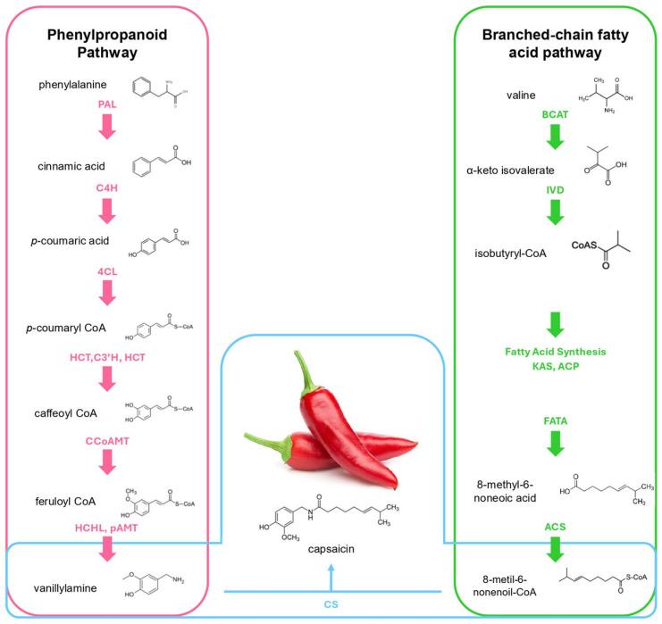 https://cdn.ncbi.nlm.nih.gov/pmc/blobs/31ca/12195293/bd72b1dadef6/metabolites-15-00372-g002.jpg