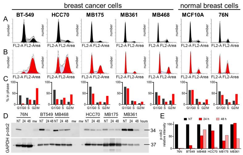 https://cdn.ncbi.nlm.nih.gov/pmc/blobs/31d4/12346495/7ed1a39a17c4/cancers-17-02526-g003.jpg