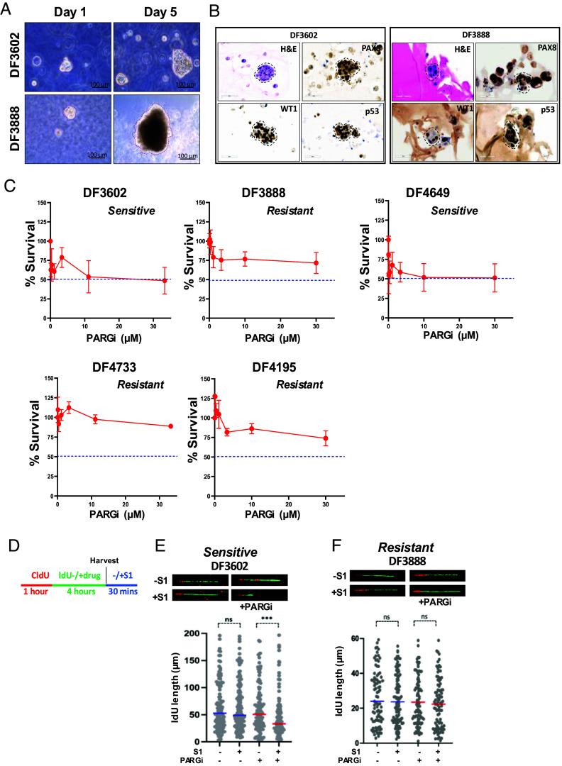 https://cdn.ncbi.nlm.nih.gov/pmc/blobs/31eb/11588084/2a6c1b4e1f67/pnas.2413954121fig05.jpg