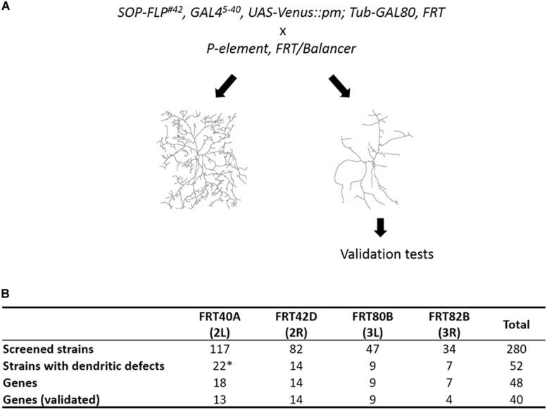 https://cdn.ncbi.nlm.nih.gov/pmc/blobs/3260/7546278/2990c9d1b1a0/fncel-14-577315-g001.jpg