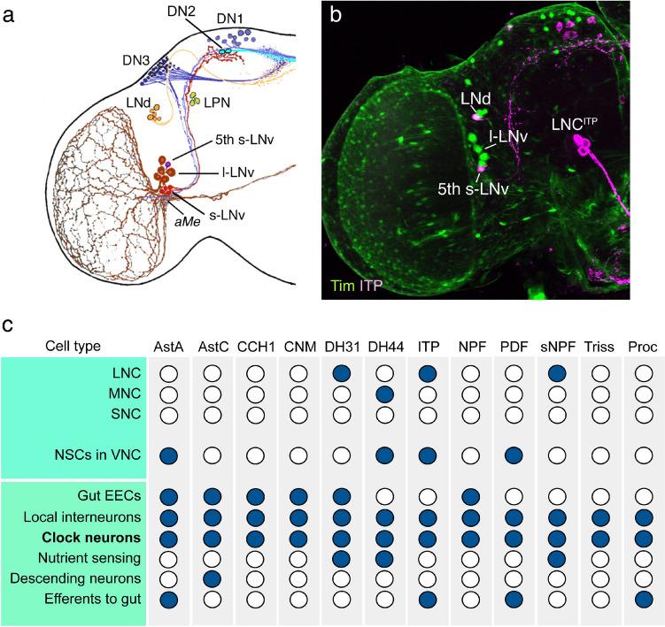 https://cdn.ncbi.nlm.nih.gov/pmc/blobs/328b/11787221/10e3c813b8e9/441_2024_3936_Fig6_HTML.jpg