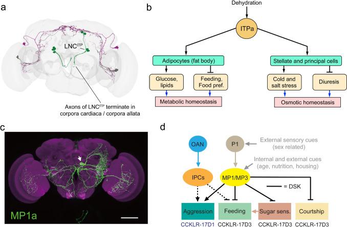 https://cdn.ncbi.nlm.nih.gov/pmc/blobs/328b/11787221/b47106563ed4/441_2024_3936_Fig8_HTML.jpg