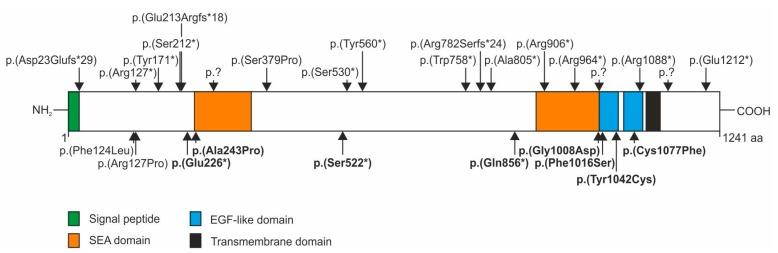 https://cdn.ncbi.nlm.nih.gov/pmc/blobs/3290/5541303/d75d0ebe5238/genes-08-00170-g003.jpg