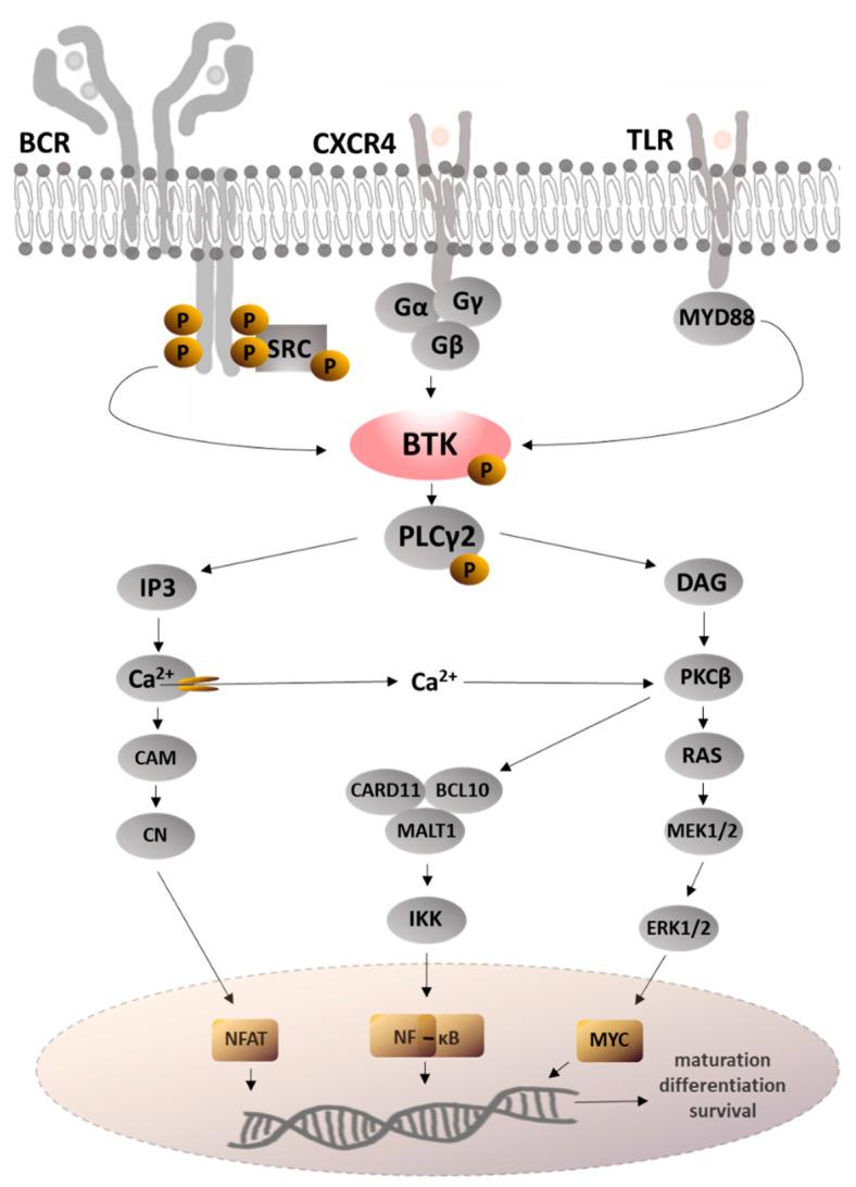 https://cdn.ncbi.nlm.nih.gov/pmc/blobs/32a1/10005125/fe8798b3b7dc/molecules-28-02400-g003.jpg