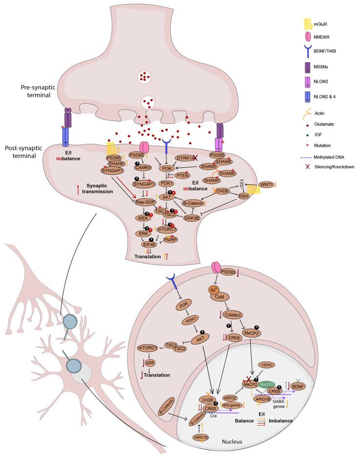 https://cdn.ncbi.nlm.nih.gov/pmc/blobs/32b2/9954744/5f2ed855f7b7/cells-12-00538-g003.jpg