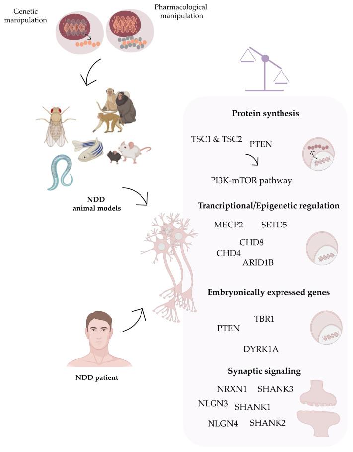 https://cdn.ncbi.nlm.nih.gov/pmc/blobs/32b2/9954744/fc4ed92283d0/cells-12-00538-g001.jpg