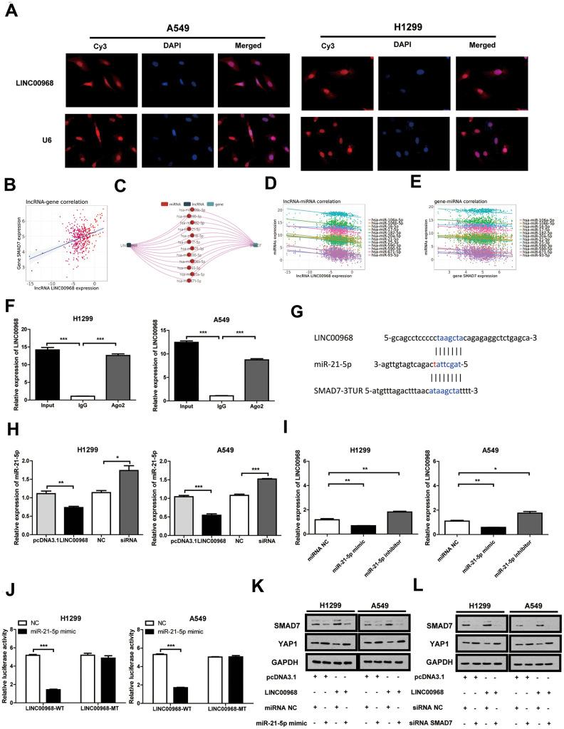 https://cdn.ncbi.nlm.nih.gov/pmc/blobs/3311/7695398/23d65860ac2c/aging-12-104011-g004.jpg