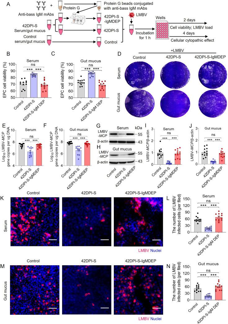 https://cdn.ncbi.nlm.nih.gov/pmc/blobs/3315/12410970/16a50d057dc5/elife-104465-fig6.jpg