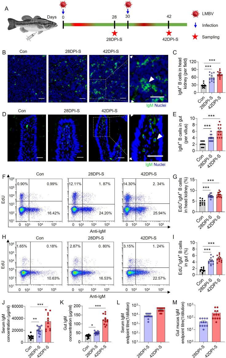 https://cdn.ncbi.nlm.nih.gov/pmc/blobs/3315/12410970/556c707fe2f7/elife-104465-fig3.jpg