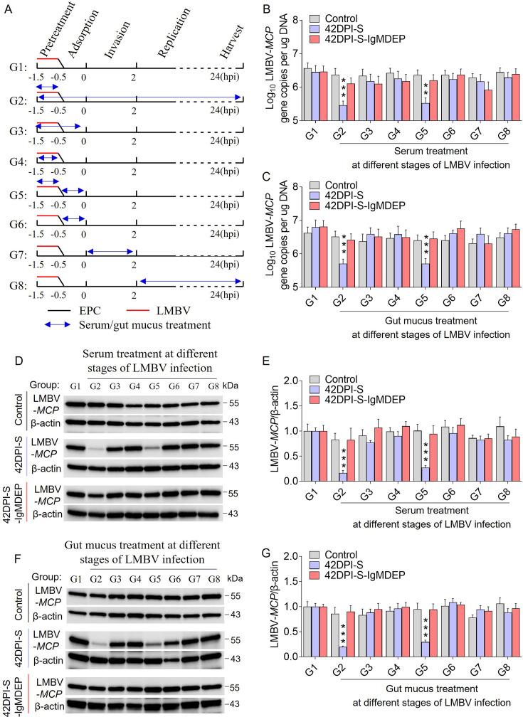 https://cdn.ncbi.nlm.nih.gov/pmc/blobs/3315/12410970/aef57eab6564/elife-104465-fig7.jpg