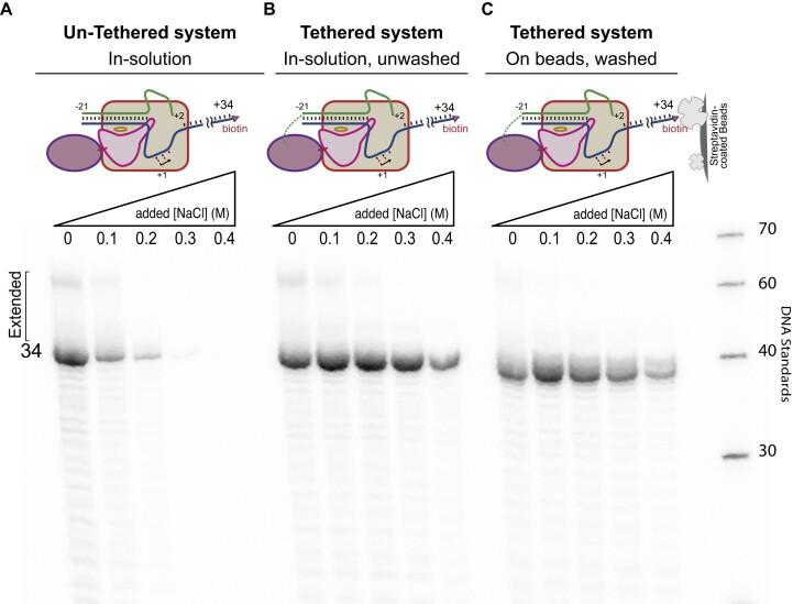 https://cdn.ncbi.nlm.nih.gov/pmc/blobs/331c/11417385/3fd2bf34943e/gkae599fig2.jpg