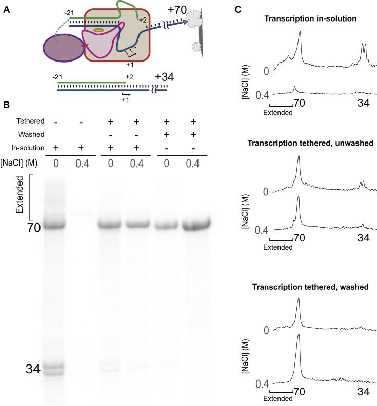 https://cdn.ncbi.nlm.nih.gov/pmc/blobs/331c/11417385/ddcaa95eb89e/gkae599fig3.jpg