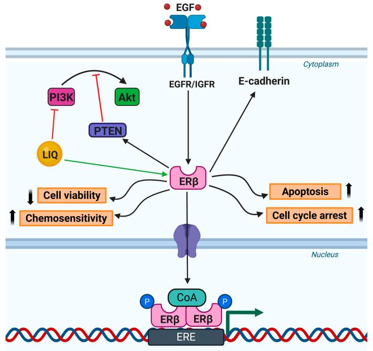 https://cdn.ncbi.nlm.nih.gov/pmc/blobs/331c/12293420/134ab37c9880/cancers-17-02328-g003.jpg