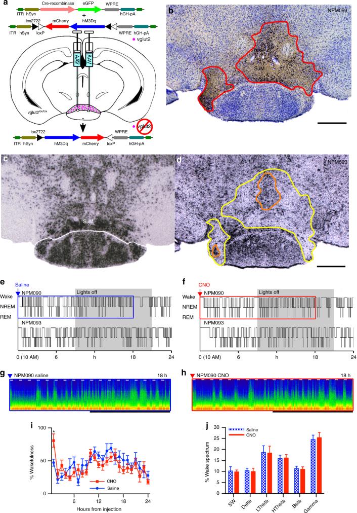 https://cdn.ncbi.nlm.nih.gov/pmc/blobs/334a/5680228/2ca213ff6b31/41467_2017_1004_Fig3_HTML.jpg