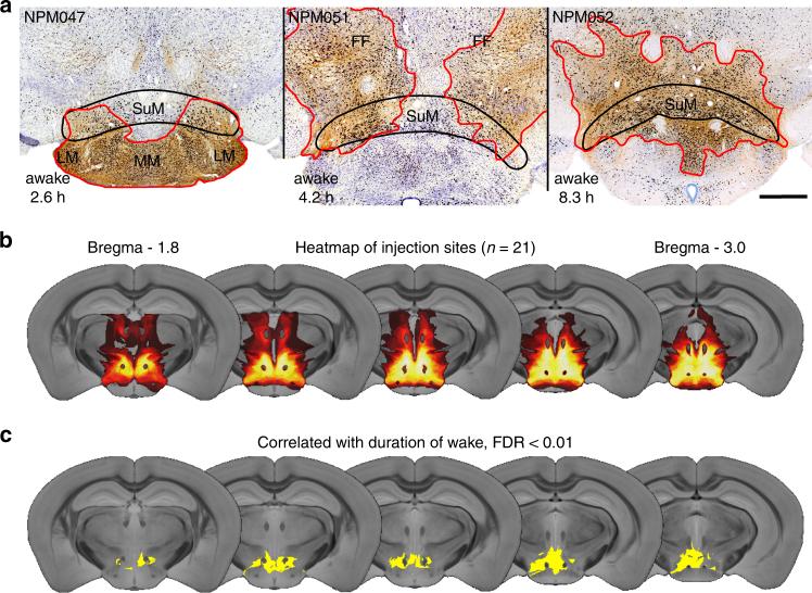 https://cdn.ncbi.nlm.nih.gov/pmc/blobs/334a/5680228/7169c953144f/41467_2017_1004_Fig2_HTML.jpg