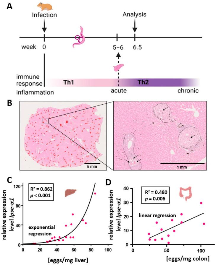 https://cdn.ncbi.nlm.nih.gov/pmc/blobs/334e/11430739/dbef1395a356/cells-13-01579-g001.jpg