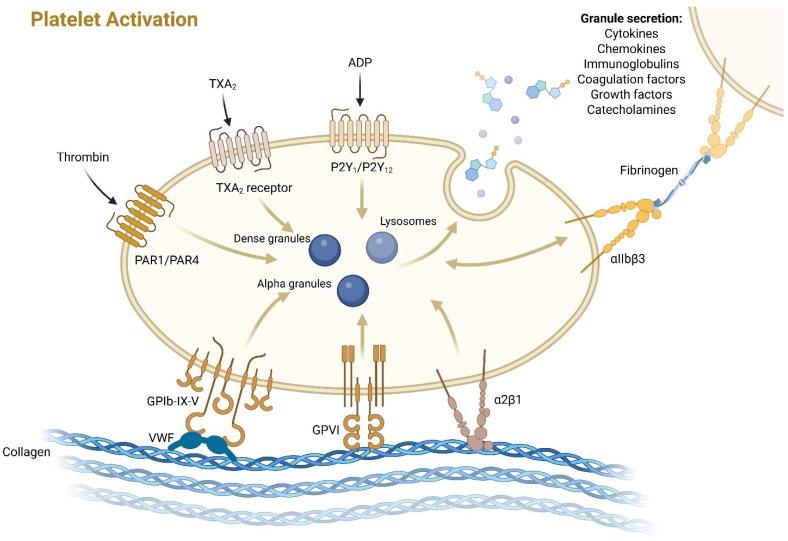 https://cdn.ncbi.nlm.nih.gov/pmc/blobs/334f/12293970/604f21145b6f/cancers-17-02391-g001.jpg