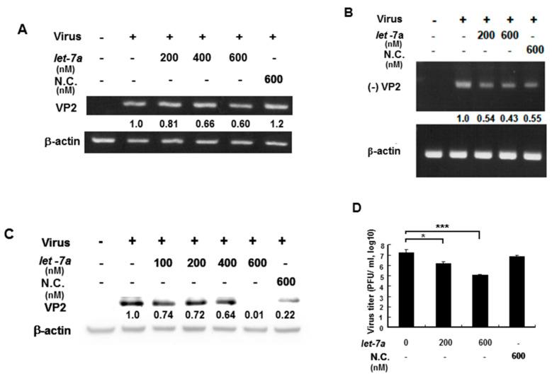 https://cdn.ncbi.nlm.nih.gov/pmc/blobs/3362/7920029/bd0b4c13872e/viruses-13-00308-g004.jpg