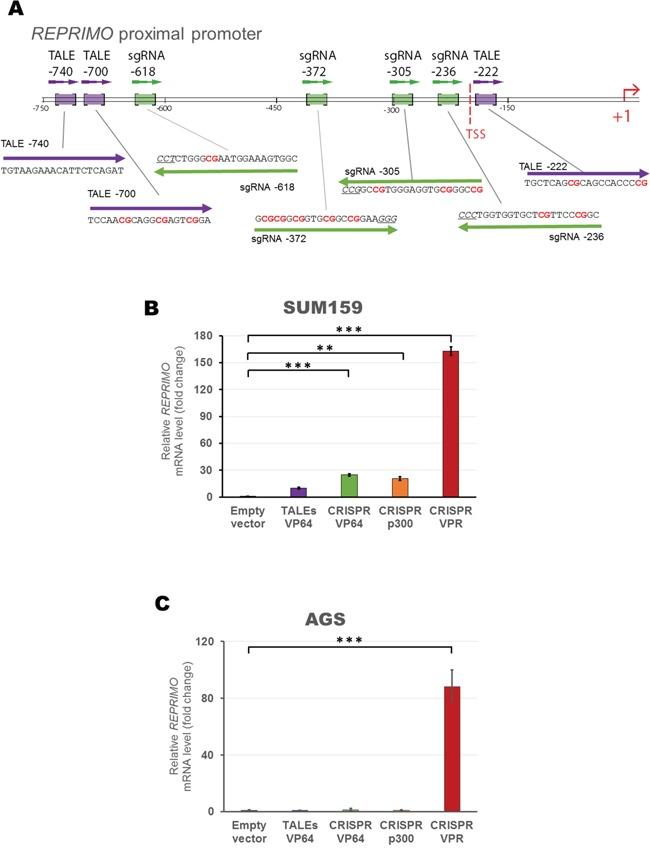 https://cdn.ncbi.nlm.nih.gov/pmc/blobs/336b/5312401/b2c8d6b07a7e/oncotarget-07-60535-g007.jpg