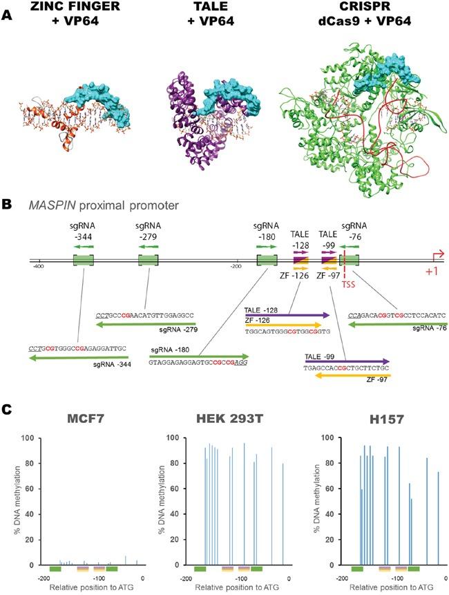 https://cdn.ncbi.nlm.nih.gov/pmc/blobs/336b/5312401/f0b5916098d6/oncotarget-07-60535-g001.jpg