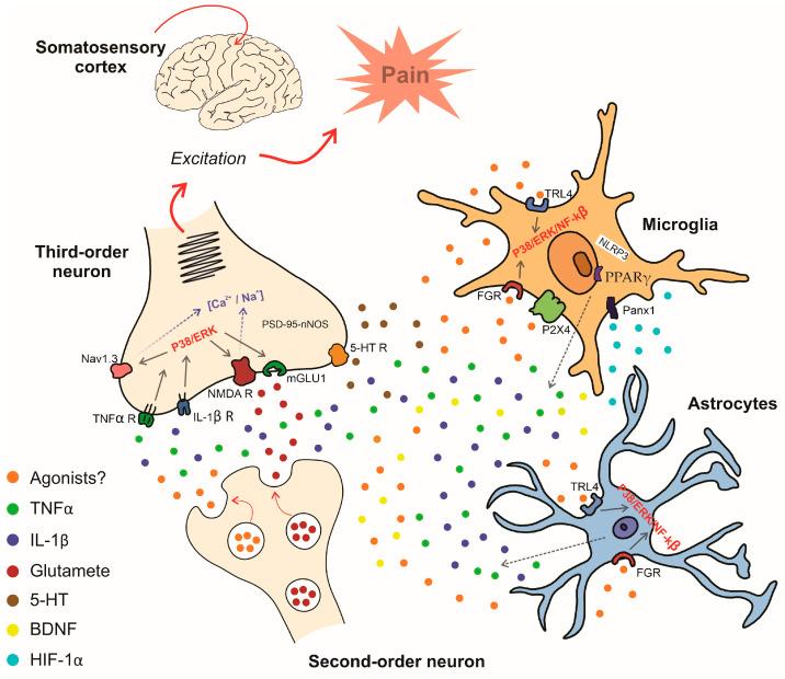 https://cdn.ncbi.nlm.nih.gov/pmc/blobs/3376/11352386/35880b08ef24/brainsci-14-00741-g003.jpg