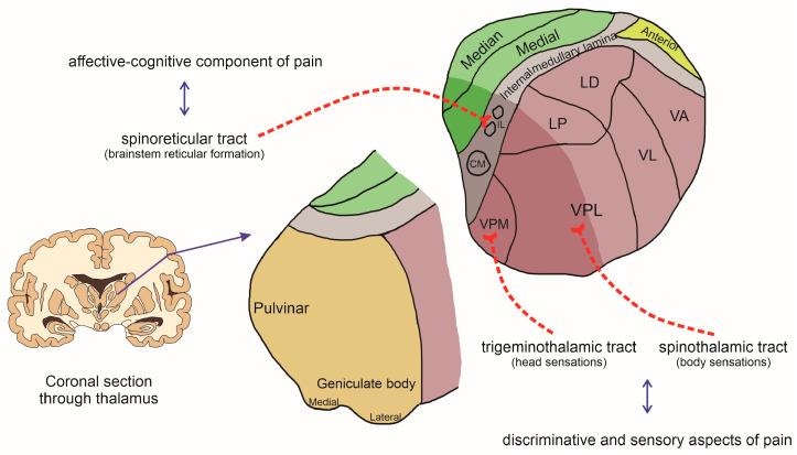 https://cdn.ncbi.nlm.nih.gov/pmc/blobs/3376/11352386/58144f86bd82/brainsci-14-00741-g002.jpg