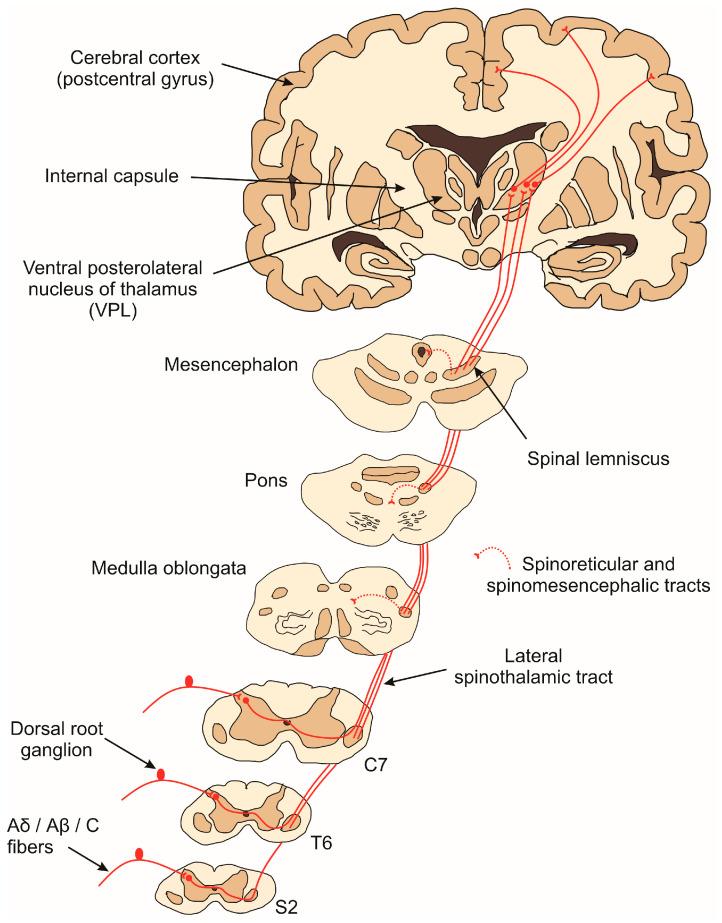 https://cdn.ncbi.nlm.nih.gov/pmc/blobs/3376/11352386/5cacca8dbc53/brainsci-14-00741-g001.jpg