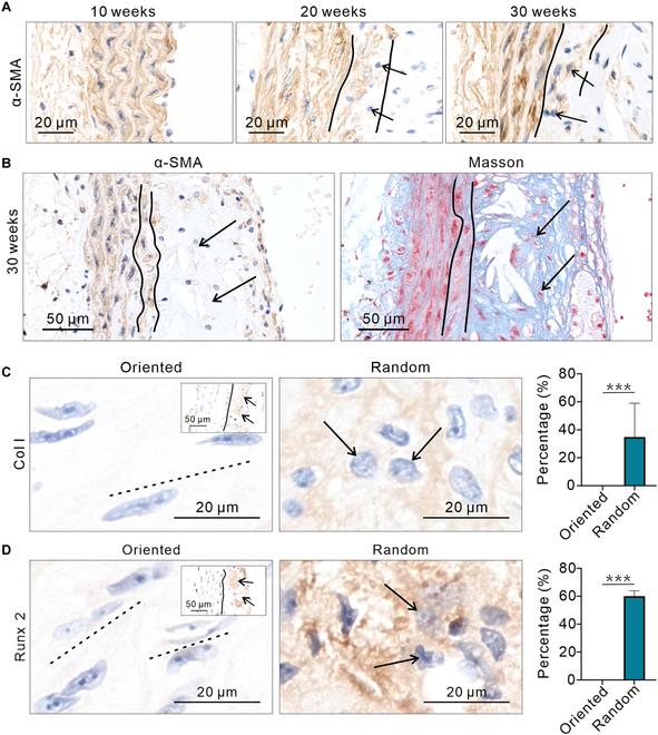 https://cdn.ncbi.nlm.nih.gov/pmc/blobs/338e/12311368/bd2f6df4e9c1/research.0798.fig.003.jpg