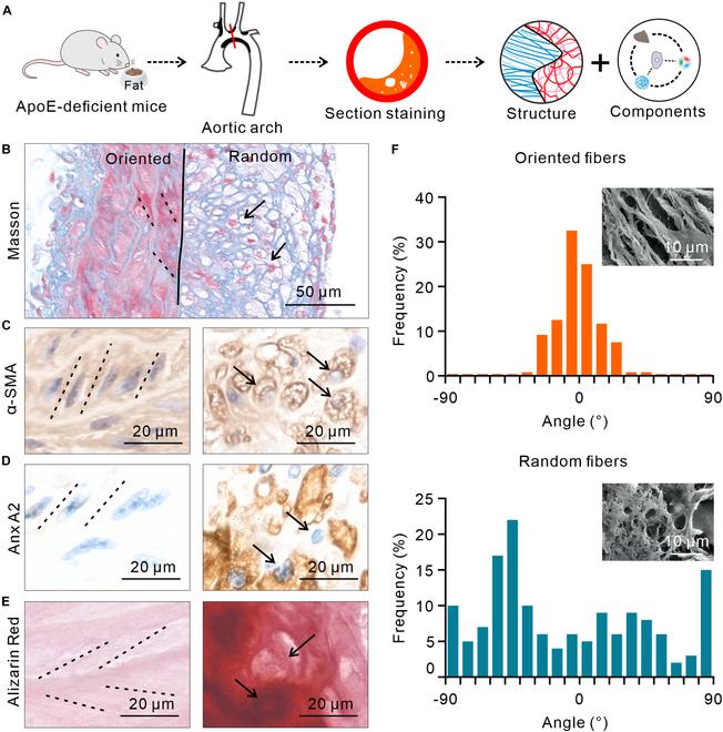 https://cdn.ncbi.nlm.nih.gov/pmc/blobs/338e/12311368/eac14b655478/research.0798.fig.001.jpg