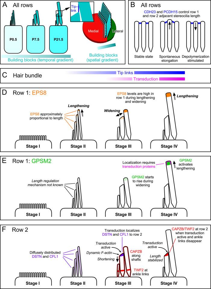 https://cdn.ncbi.nlm.nih.gov/pmc/blobs/339b/10101650/6dcd7b8259c8/pbio.3001964.g015.jpg