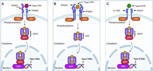https://cdn.ncbi.nlm.nih.gov/pmc/blobs/33aa/9673497/425d555f67ed/giac103fig1.jpg