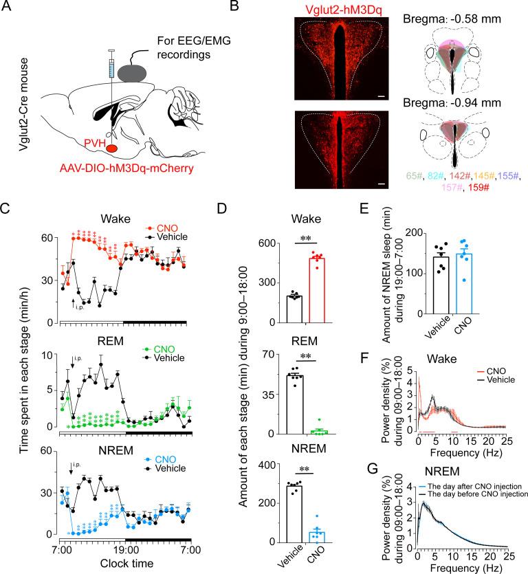 https://cdn.ncbi.nlm.nih.gov/pmc/blobs/33e7/8631797/e1a605376689/elife-69909-fig3.jpg