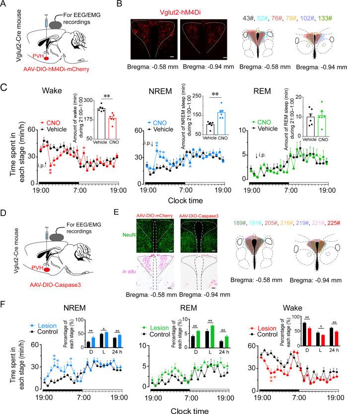 https://cdn.ncbi.nlm.nih.gov/pmc/blobs/33e7/8631797/ec4e4332c192/elife-69909-fig7.jpg