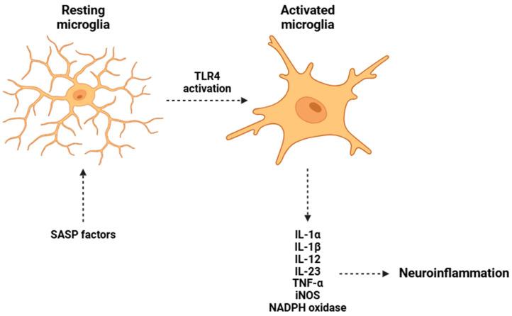 https://cdn.ncbi.nlm.nih.gov/pmc/blobs/3414/11939965/22d696002e57/biomolecules-15-00404-g003.jpg