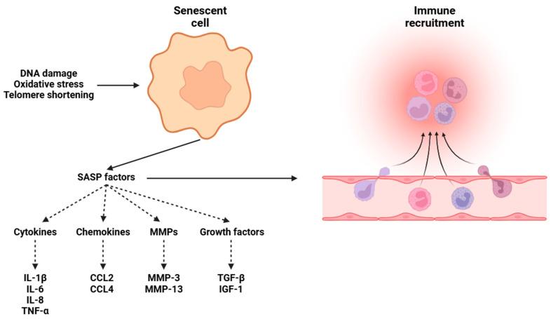 https://cdn.ncbi.nlm.nih.gov/pmc/blobs/3414/11939965/8a906342dcbb/biomolecules-15-00404-g002.jpg