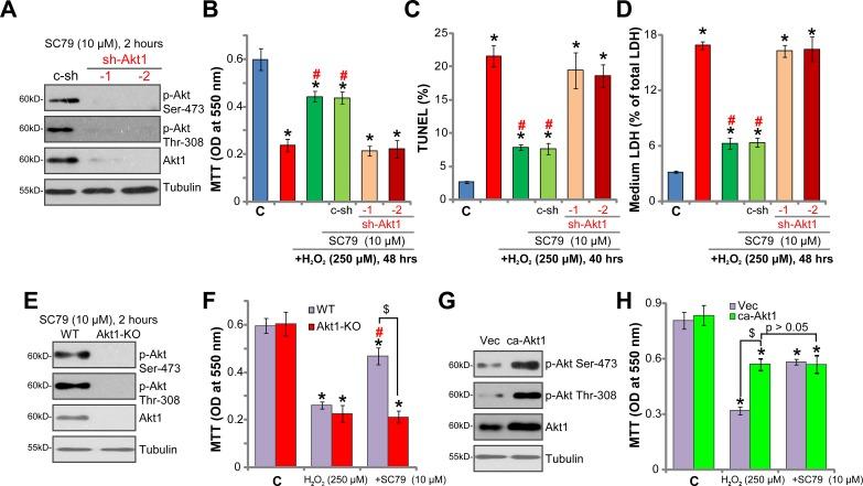 https://cdn.ncbi.nlm.nih.gov/pmc/blobs/3430/5849161/c5ed233efcdc/oncotarget-09-12639-g005.jpg