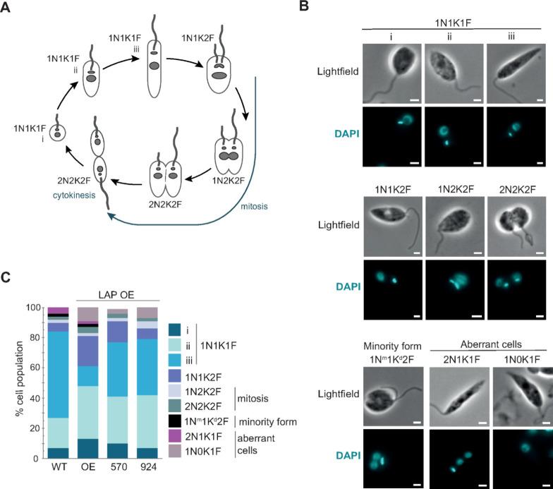 https://cdn.ncbi.nlm.nih.gov/pmc/blobs/3451/11184559/eba8ace6a4a0/id4c00009_0006.jpg