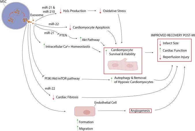 https://cdn.ncbi.nlm.nih.gov/pmc/blobs/345a/10519927/d3fe1b650ab1/13770_2023_557_Fig2_HTML.jpg