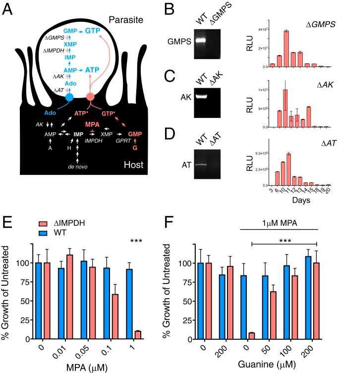 https://cdn.ncbi.nlm.nih.gov/pmc/blobs/347b/6800313/2982b023a9e1/pnas.1908239116fig03.jpg
