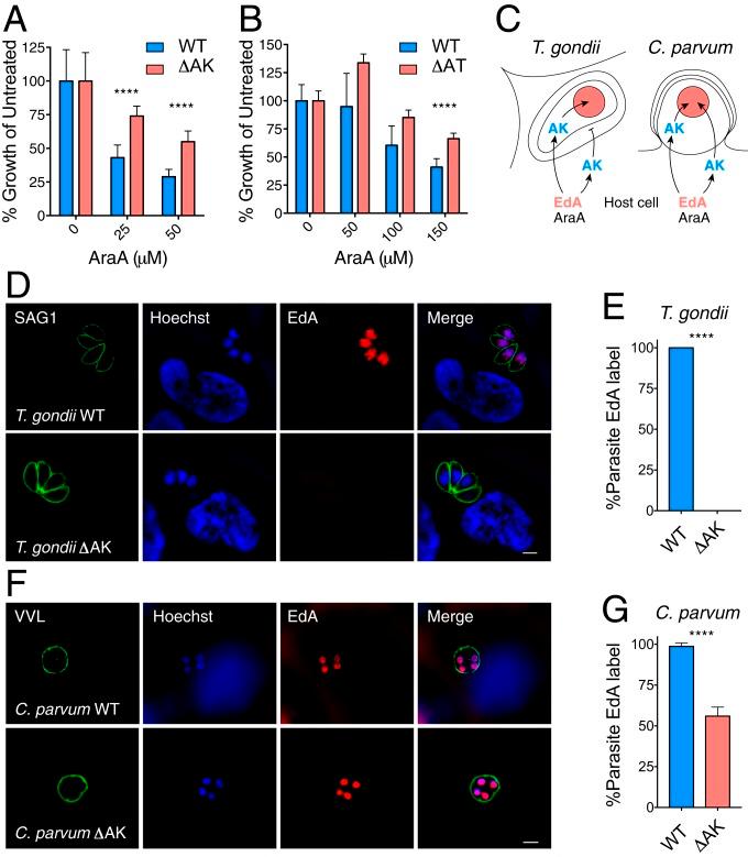 https://cdn.ncbi.nlm.nih.gov/pmc/blobs/347b/6800313/6696fffb44e8/pnas.1908239116fig04.jpg