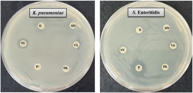 https://cdn.ncbi.nlm.nih.gov/pmc/blobs/3488/8512087/c85f1a391335/molecules-26-05996-g006.jpg