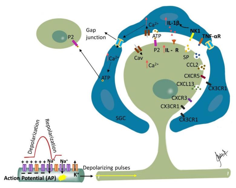 https://cdn.ncbi.nlm.nih.gov/pmc/blobs/3489/9775491/abd0840a294a/biomolecules-12-01753-g002.jpg