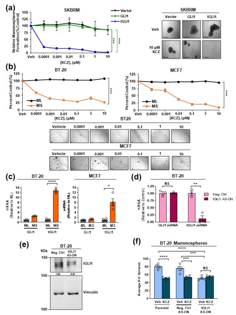 https://cdn.ncbi.nlm.nih.gov/pmc/blobs/348f/9454738/170062ce3c3e/cancers-14-04256-g002.jpg