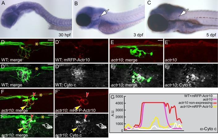 https://cdn.ncbi.nlm.nih.gov/pmc/blobs/34c3/5413347/06c5ca25dab1/elife-22234-fig5.jpg