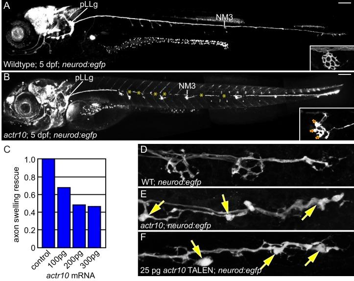 https://cdn.ncbi.nlm.nih.gov/pmc/blobs/34c3/5413347/400373862af3/elife-22234-fig1.jpg